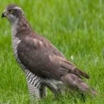 image of bird
