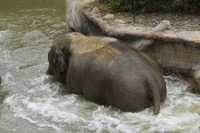 image of indian_elephant