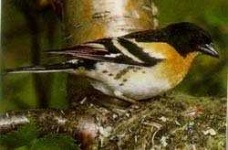 image of brambling