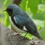 image of black_throated_warbler #15