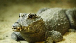 image of crocodile