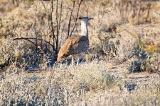 image of bustard