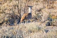 image of bustard #15