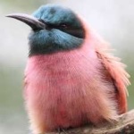 image of bird