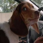 image of animal