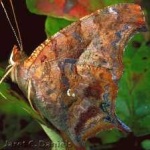 image of animal
