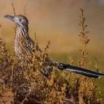 image of bird