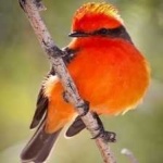 image of bird
