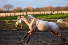 image of animal