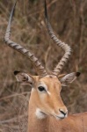 image of impala
