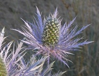 image of flower