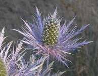 image of alpine_sea_holly #14