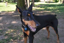image of doberman