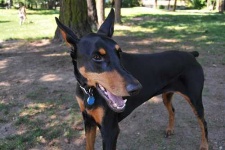 image of doberman #1