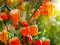 image of fruit_and_vegetable
