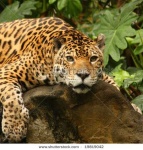 image of jaguar_car