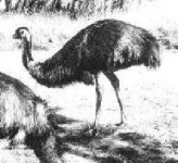 image of emu