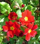 image of flower