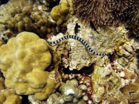 image of sea_snake