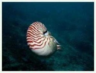 image of nautilus