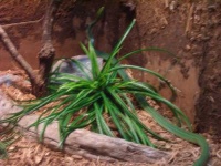 image of green_snake