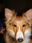 image of shetland_sheepdog