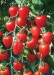 image of tomato #0