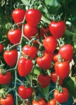 image of fruit_and_vegetable
