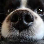 image of dog_nose #2