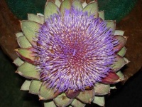 image of artichoke_flower #6