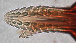 image of human_body_parts