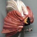 image of bird