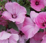 image of flower