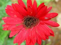 image of flower