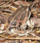 image of tailed_frog
