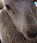 image of animal