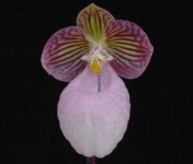 image of hard_leaved_pocket_orchid #5