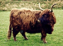 image of animal