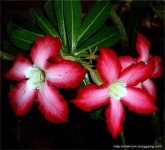 image of flower