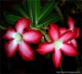 image of desert_rose #28