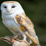 image of bird