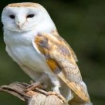 image of barn_owl #9