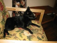 image of schipperke