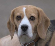 image of beagle