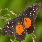 image of animal
