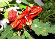 image of flower