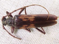 image of long_horned_beetle