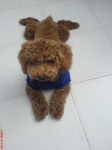 image of toy_poodle
