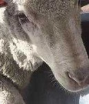image of animal