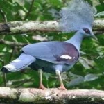 image of bird